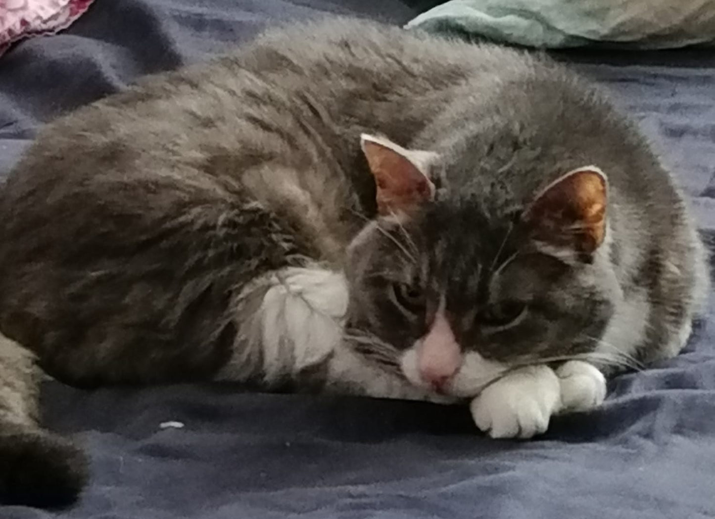Huppari